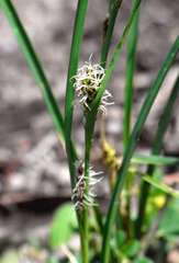 Carex bichenoviana