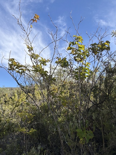Rubus hawaiensis observed 2026-10-23