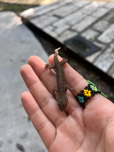 Hemidactylus frenatus observed 2026-10-28