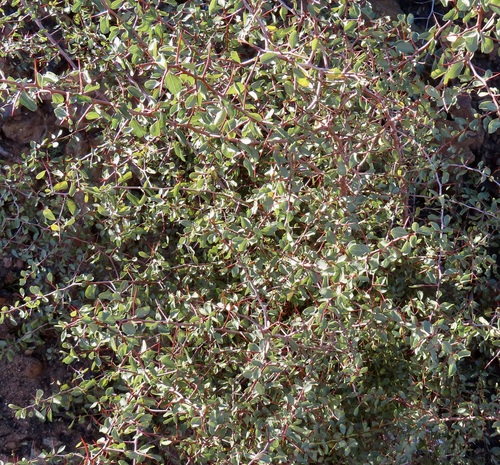 Ziziphus observed 2026-10-28