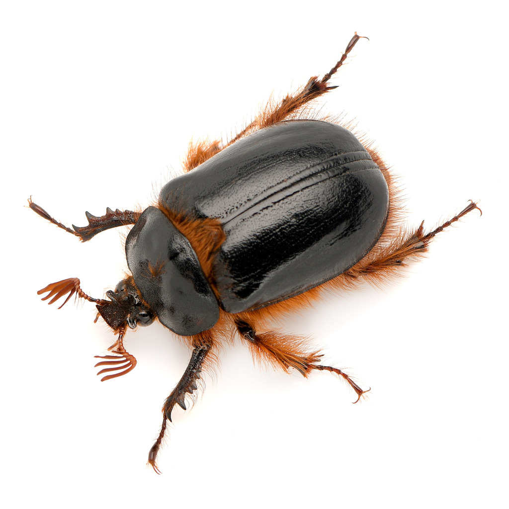 Pleocoma carinata
