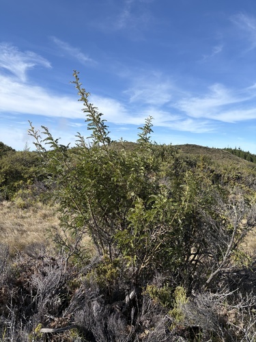 Sophora chrysophylla observed 2026-10-23