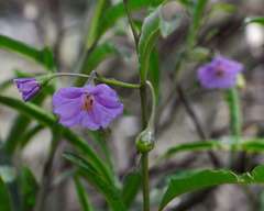 Solanum simile