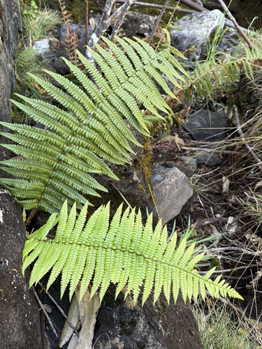 Dryopteris wallichiana observed 2026-10-23