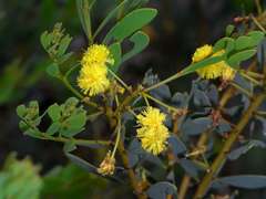 Acacia brachybotrya