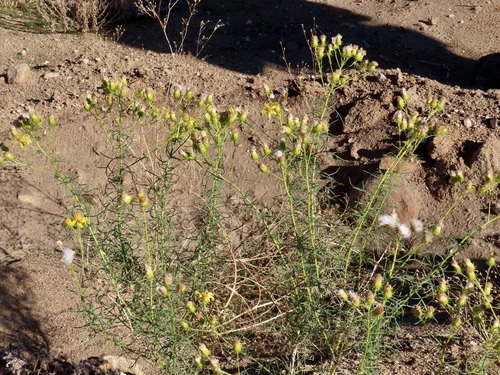 Senecio flaccidus observed 2026-10-28