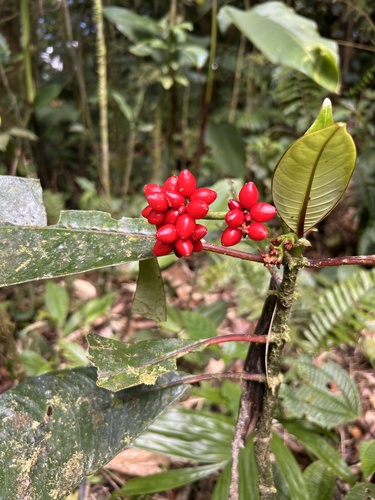 Psychotria observed 2026-10-28