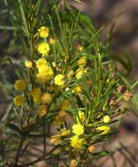Acacia euthycarpa euthycarpa