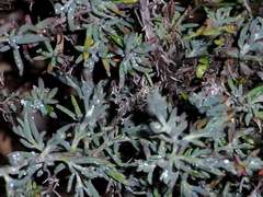 Enchylaena tomentosa