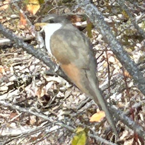 Coccyzus americanus observed 2026-10-28