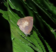 Arhopala perimuta