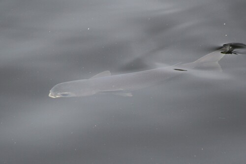 Mugil cephalus observed 2026-10-27