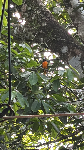 Icterus galbula observed 2026-10-28