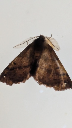 Pennaria observed 2026-10-28