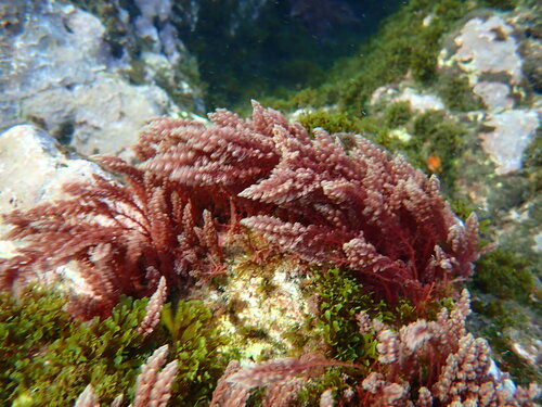 Asparagopsis taxiformis observed 2026-10-28