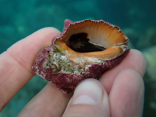 Stramonita haemastoma observed 2026-10-28