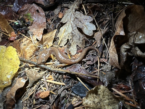 Ensatina eschscholtzii observed 2026-10-27