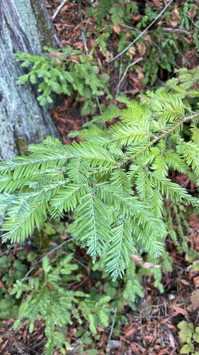 Sequoia sempervirens observed 2026-10-28