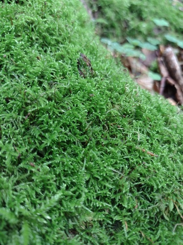Sciuro-hypnum reflexum observed 2026-09-11
