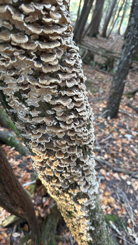 Trametes versicolor observed 2026-10-28