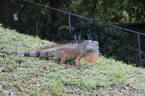 Rhinolophus observed 2026-10-28