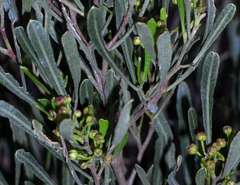 Dodonaea viscosa cuneata