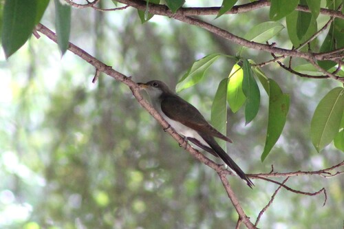 Coccyzus americanus observed 2026-10-28