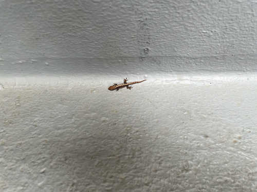 Lepidodactylus lugubris observed 2026-10-28