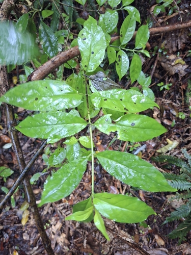 Geniostoma rupestre observed 2026-10-29