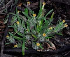 Podotheca angustifolia