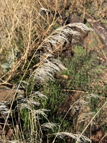 Bromus tectorum observed 2026-10-28