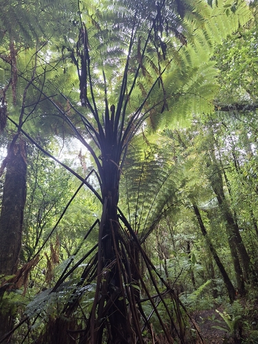 Cyathea observed 2026-10-29