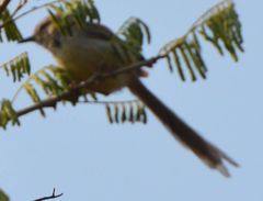 Prinia flavicans