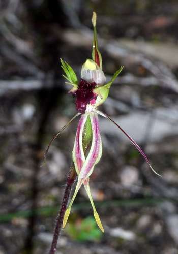 Image of Caladenia verrucosa by (c) Russell Best, some rights reserved (CC BY)