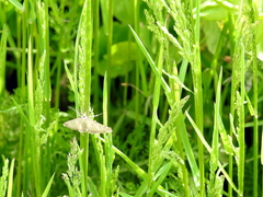 Udea nebulalis