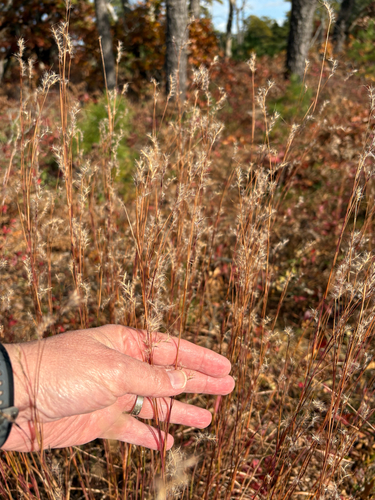 Schizachyrium scoparium observed 2026-10-28
