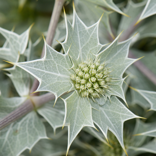 Sea Holly (Eryngium maritimum)