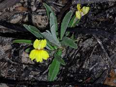 Goodenia willisiana
