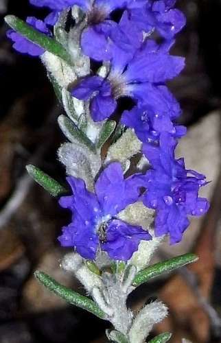 Image of Dampiera rosmarinifolia by (c) Russell Best, some rights reserved (CC BY)