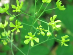 Caulophyllum robustum