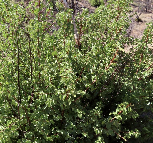 Prunus observed 2026-10-28
