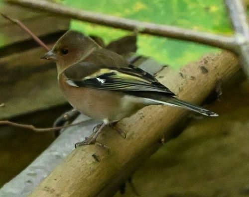 Fringilla coelebs observed 2026-10-28