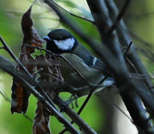 Parus major observed 2026-10-28