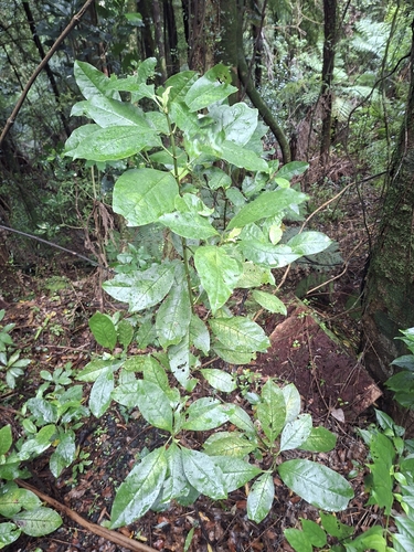 Coprosma observed 2026-10-29