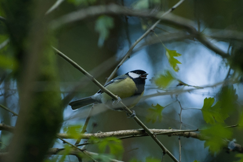 Parus major observed 2026-10-28