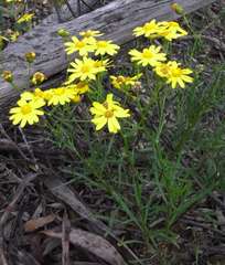 Senecio spanomerus