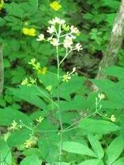 Caulophyllum robustum