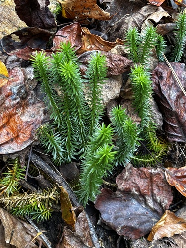 Lycopodium observed 2026-10-28