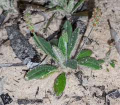 Plantago drummondii