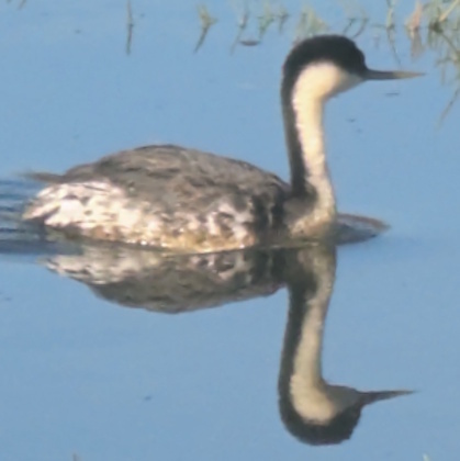 Aechmophorus occidentalis observed 2026-10-28